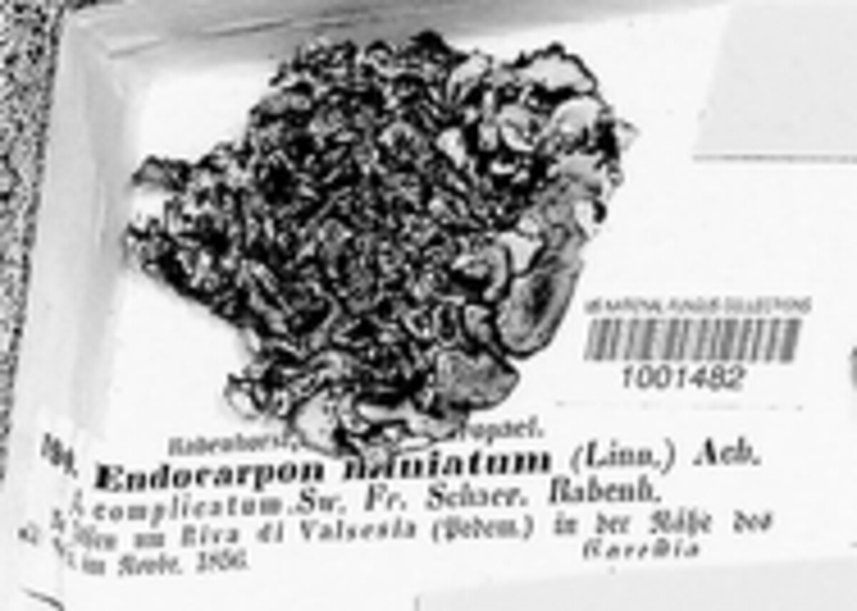 Endocarpon nantianum image